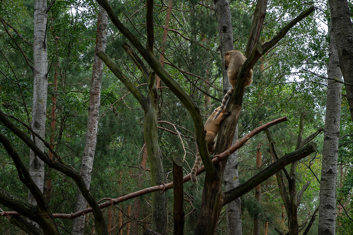 Tierpark Teilbereich